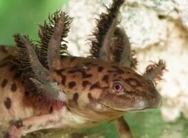Desafíos: Preservar al Axolotl Mexicano